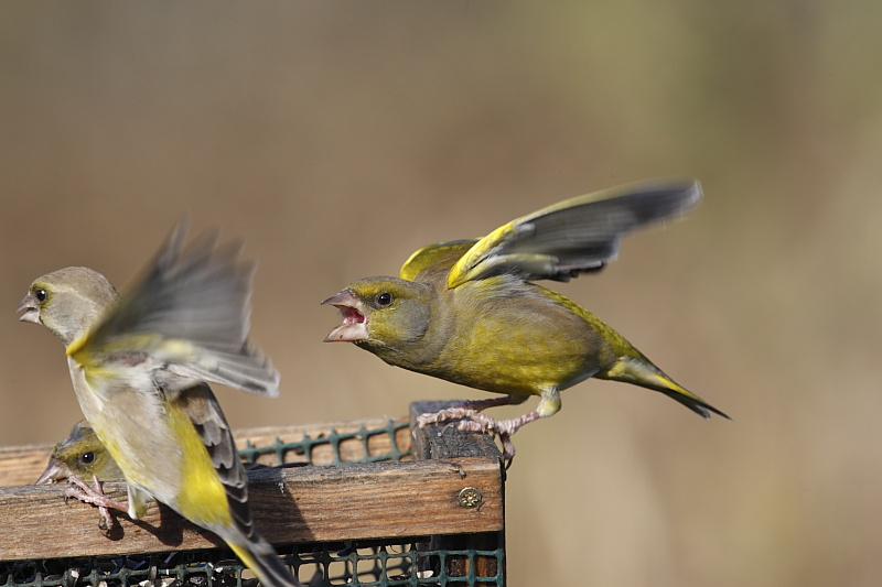 Verdone (Carduelis chloris)